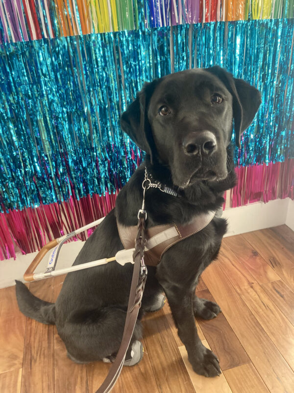 Busby went to an art museum! He sits proudly in harness in front of a colorful, shiny backdrop, while staring at the camera.