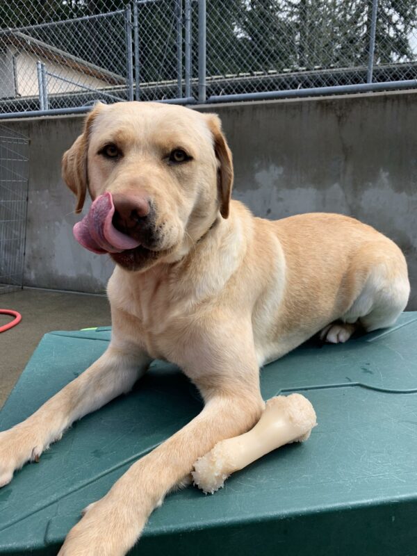 Paz, a yellow female lab, lies on a green community run play structure with a bone beside her. Her tongue is out, licking her nose as she looks directly at the camera.
