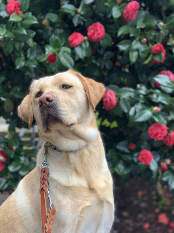 Paz peers off into the distance while sitting in front of a Camellia flowering bush. Her ears are adorably perked as she hopes for a better look at what is in the distance.