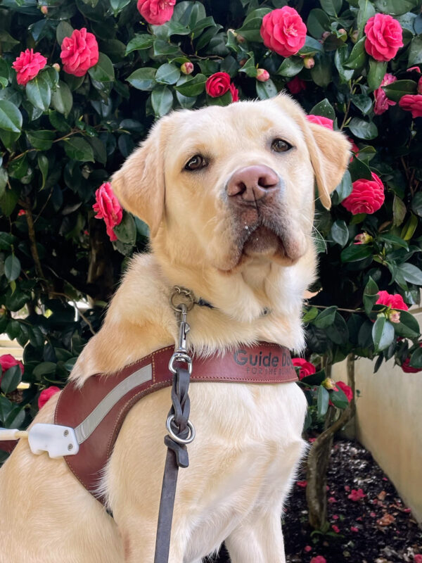 Bijou is intently looking straight into the camera. She's wearing a GDB harness and sitting in front of a camellia bush that is blooming with bright pink flowers.