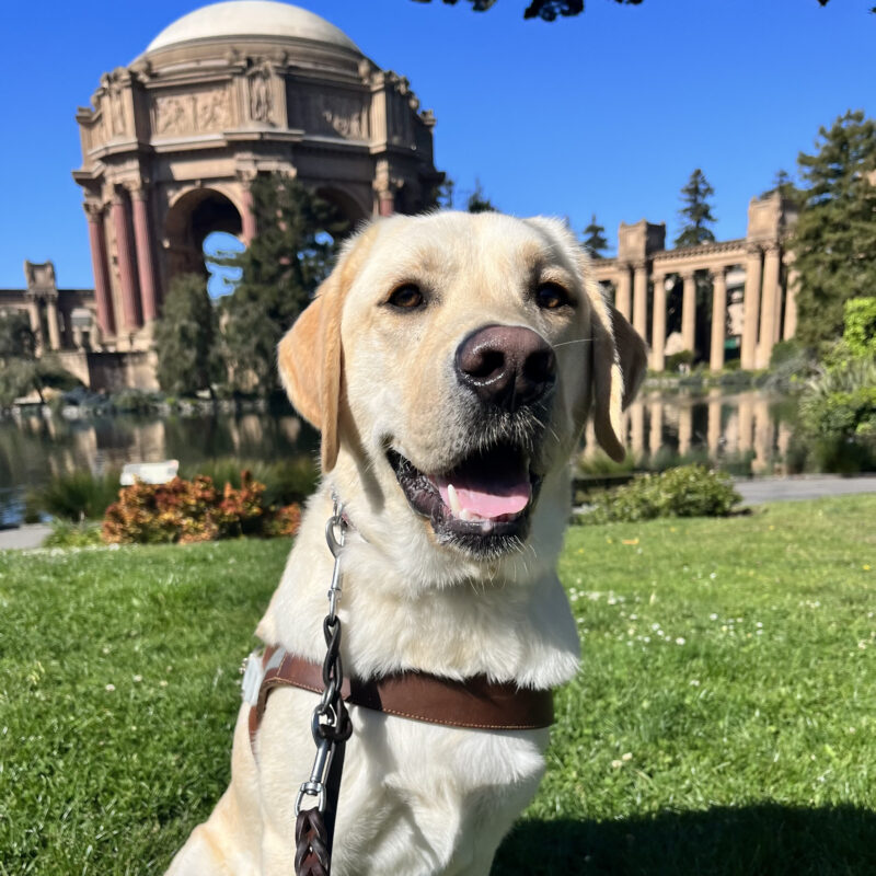 Ken is sitting on grass while wearing his harness. He is staring into the camera. The Palace of Fine Arts, located in San Francisco, CA can be seen in the background.