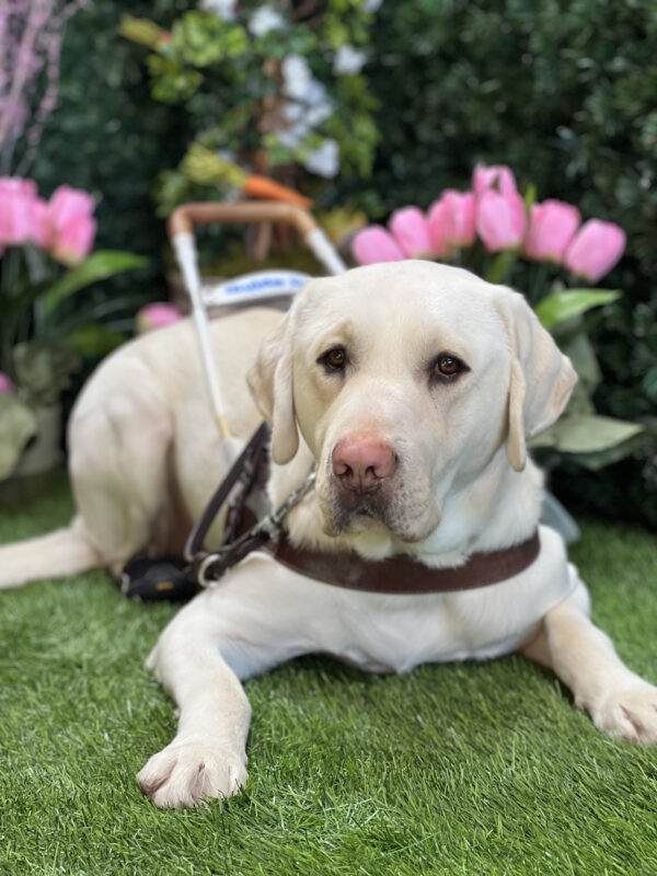 Regis is laying down in a grassy area while he wears his harness. Pink flowers are seen in the background, matching his pink nose! He is wearing his back booties.