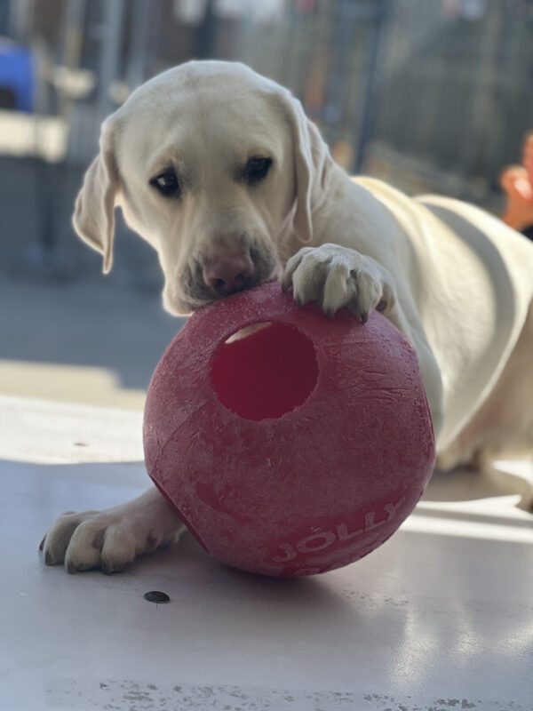 Regis is having fun with a red jollyball on a concrete play area. He has one paw on the floor, another on the ball, and gazes to the side.