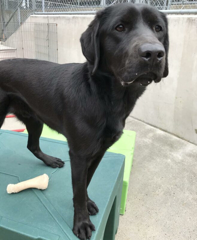 Black Labrador Retriever Rafa is standing on a green play structure in the community run area.  He is looking off to the side of the camera.