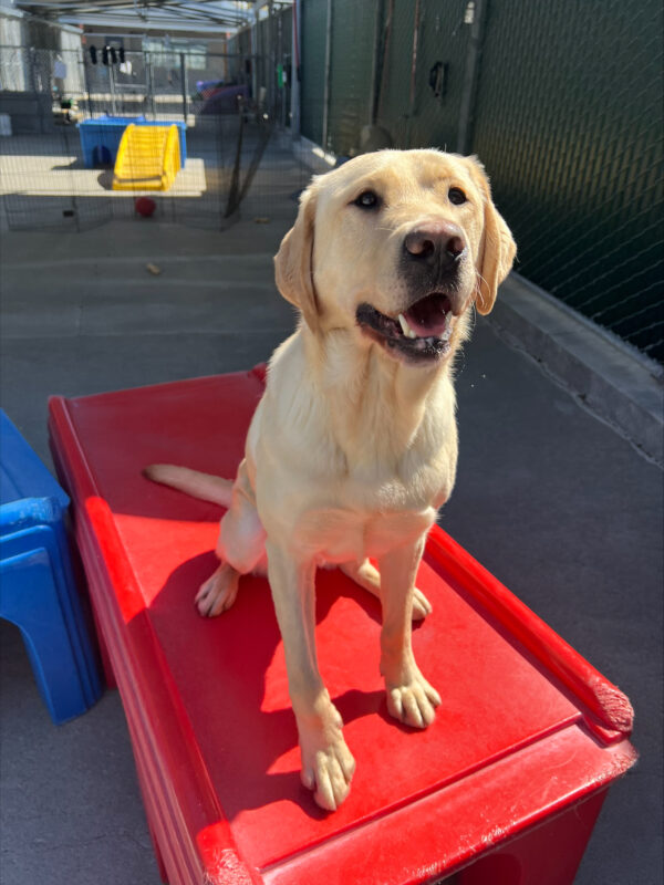 Buckley is standing on a red, plastic play structure. He is looking up into the camera with his mouth open.