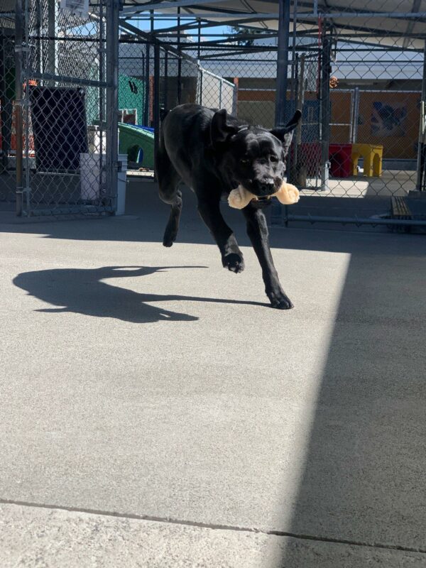 Female black lab Marble, is caught in action running straight towards the camera with a bone in her mouth.