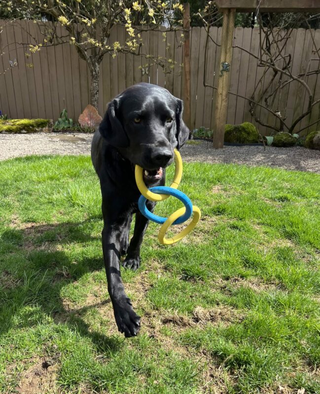 Black Labrador Versace runs on green grass while carrying a blue and yellow tug toy.