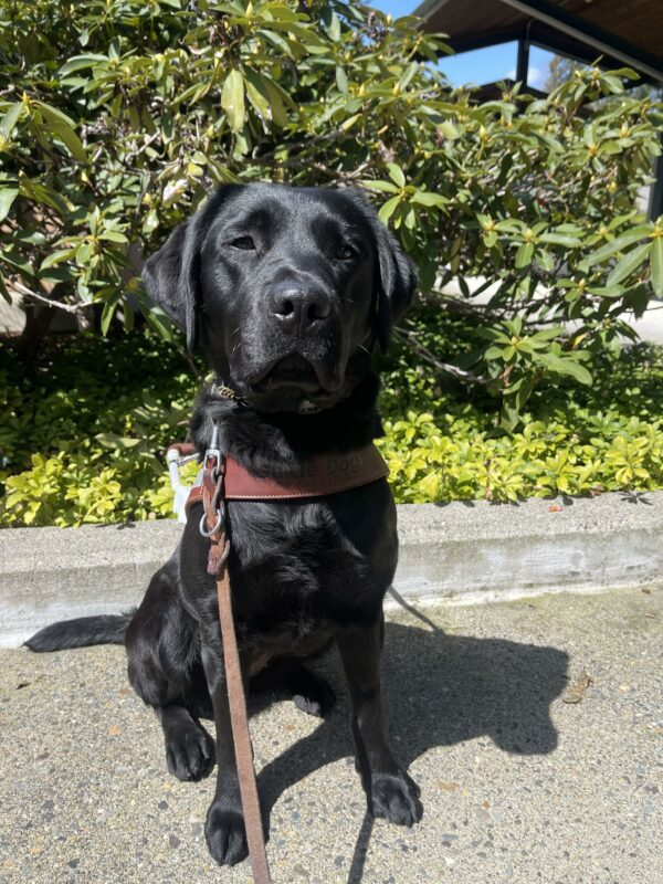 Black Labrador (Waverly) sits in harness looking at the camera. She is sitting on cement and behind her is green bushes on a sunny day.