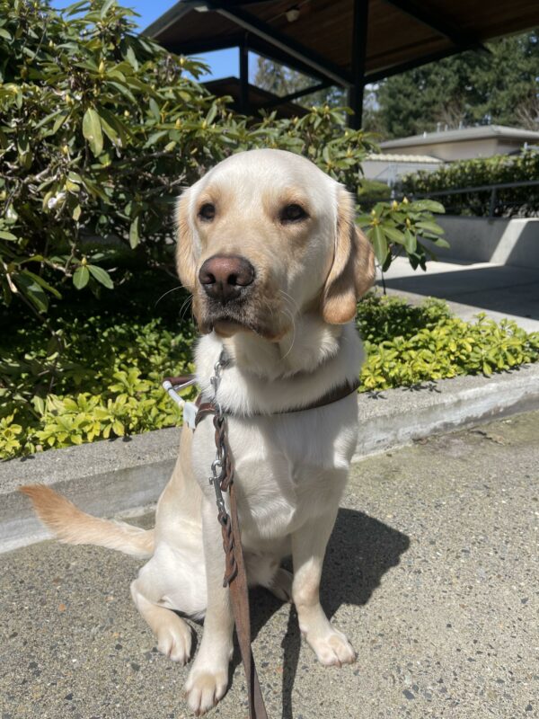 Yellow Labrador and golden retriever cross (Sage) sits on a cement sidewalk in harness looking at the camera. Behind him is green bushes on a sunny day.