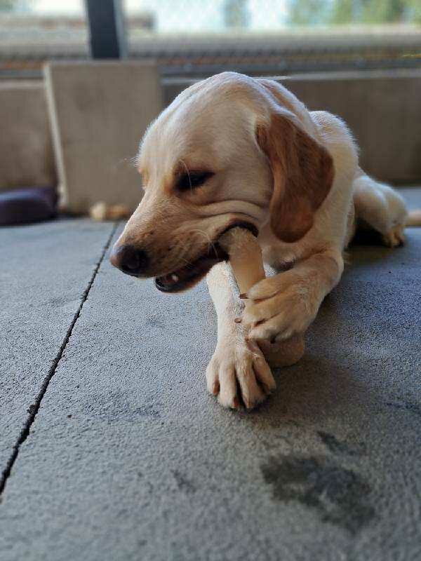 Yellow Labrador and golden retriever cross (Sage) lays on cement chewing a nylabone.