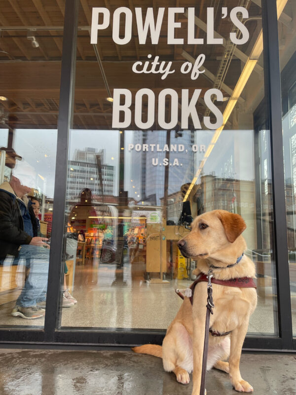 Yellow Labrador retriever Noodle sits in harness looking off to the side. Behind her is a large window that reads  Est. 1971 Powell's City of Books, Portland, OR U.S.A.