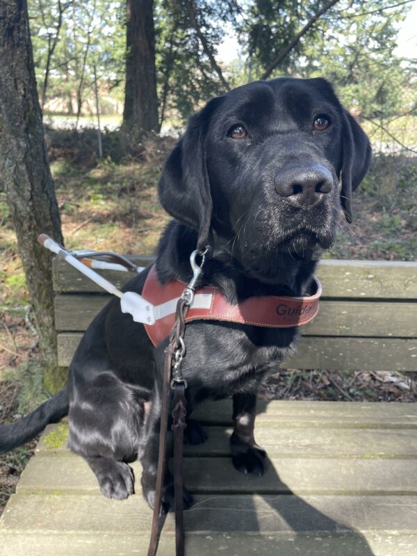 Black Labrador retriever Vahti is wearing his harness, sitting on a bench in a shady, wooded area.