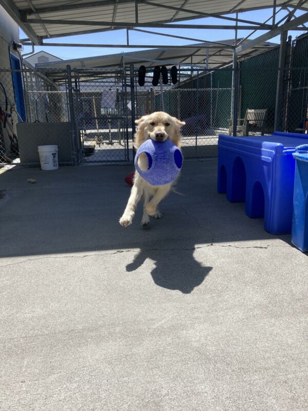 Joe is bounding towards the camera with a blue jolly ball in his mouth. He is in a large fenced community run area with large blue play structures off to the side.