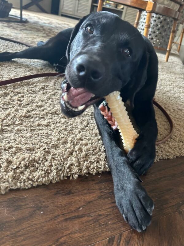 Abby (a small black Labrador Retriever) lays on the ground while chewing on a Nylabone, looking up at the camera.