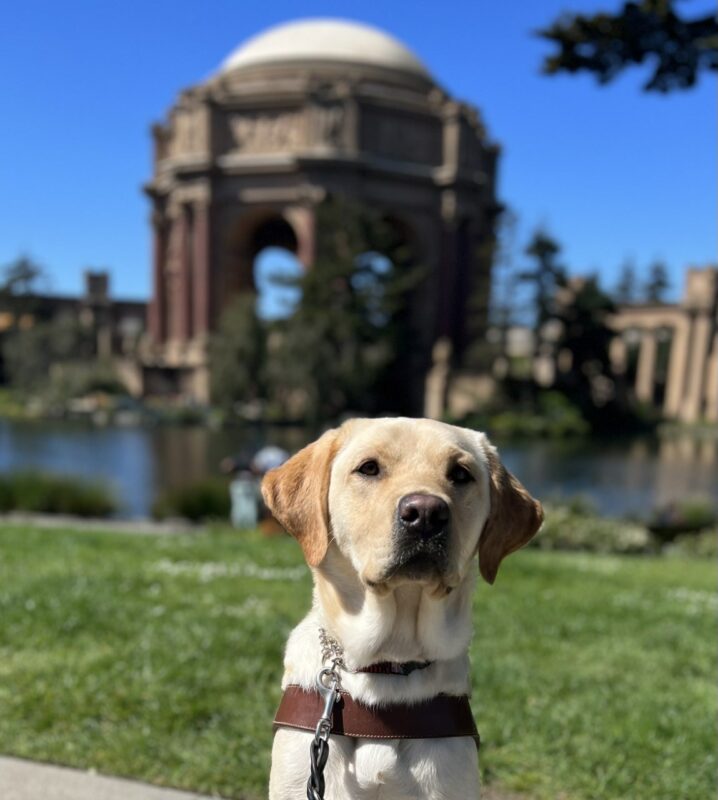 Apricot sits in harness looking at the camera. Behind her is the dome of the Palace of Fine Arts in San Francisco on a bright sunny day.