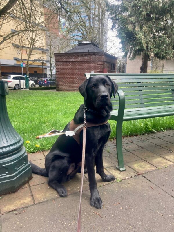 Nimbus sits in harness next to a park bench in Portland.