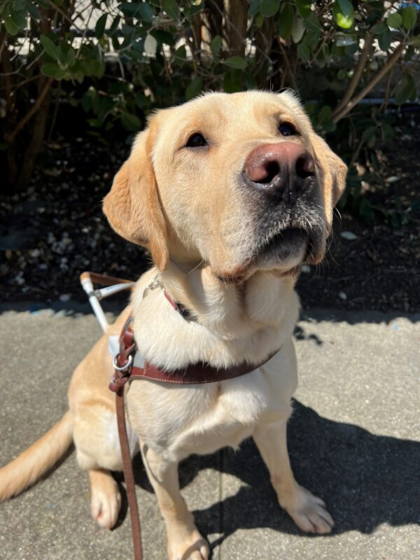 Buckley is sitting in front of a mulch bed with green trees while wearing his harness. He is looking up, into the camera with an eager expression.