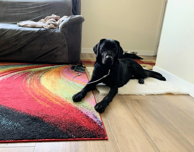 (Black Lab) Dax lounges partially on his fleece rug and a colorful multi-colored rug while looking serenely at the camera.