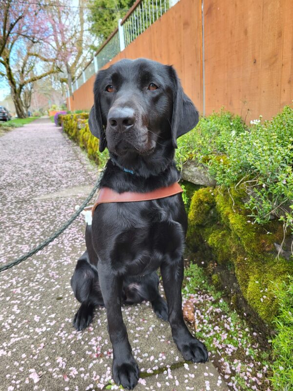 (Black Lab) Dax sits on the concrete sidewalk next to a retaining wall covered in vibrant green foliage. He is wearing his harness and looking towards the camera.