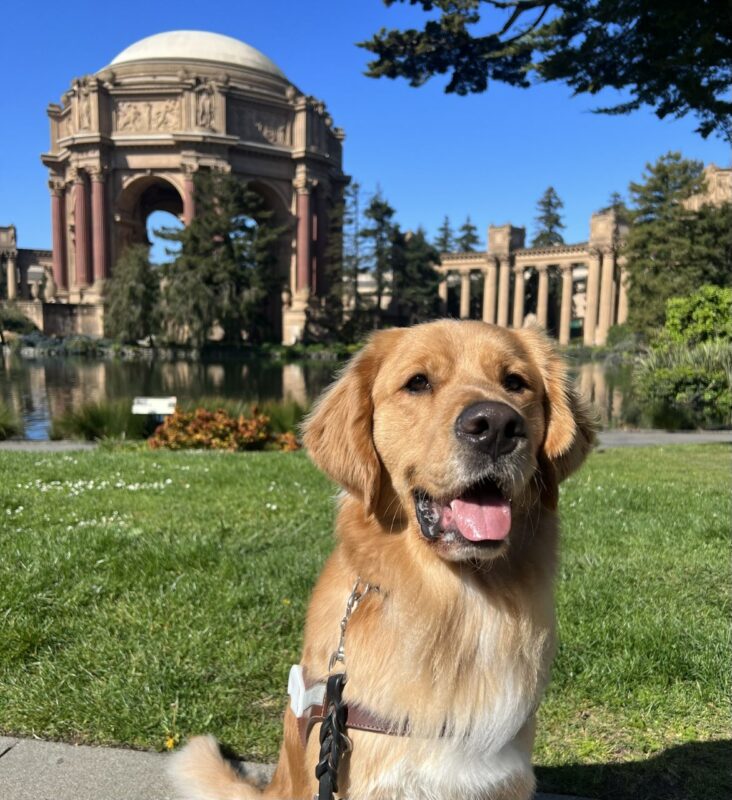Denver sits in harness looking at the camera. Behind him is the dome of the Palace of Fine Arts in San Francisco on a bright sunny day.