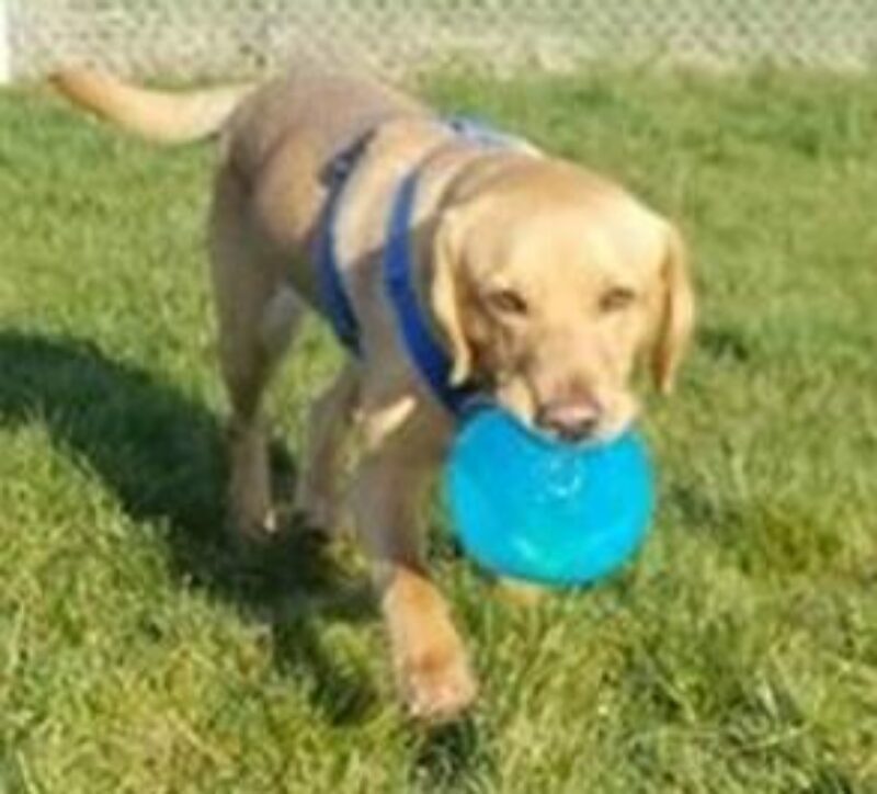 Yellow lab Finola playing in a yard with a blue frisbee in her mouth.