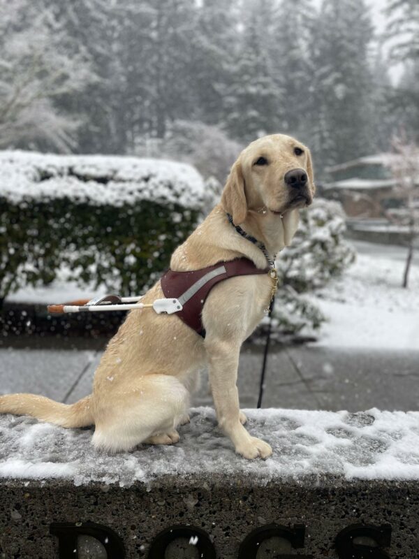 Yellow Labrador Golden Retriever cross, Foxtrot, sits on a concrete sign wearing her harness. It is lightly snowing; some green shrubs are behind her, with a small layer of snow resting on top of the bushes.