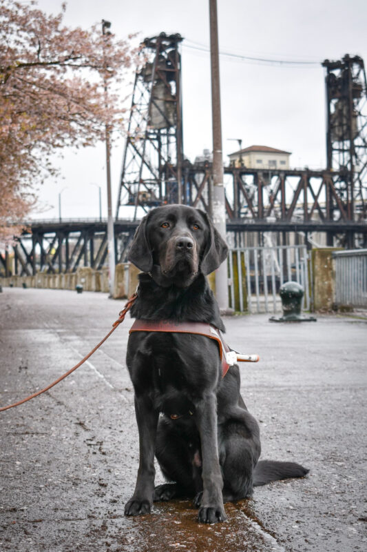 Black lab Gideon is sitting by a cherry blossom tree with the Fremont bridge in his background.