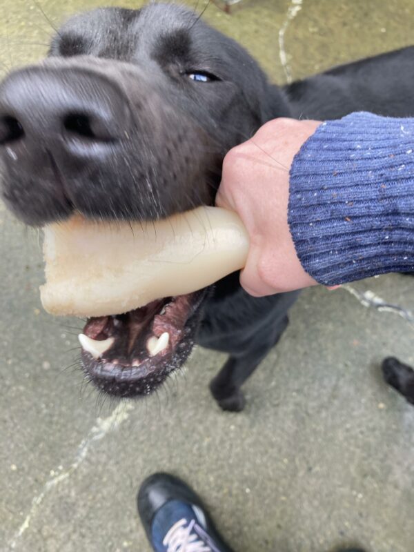 Black lab Gideon is chewing a bone held by his handler as he is looking into the camera.