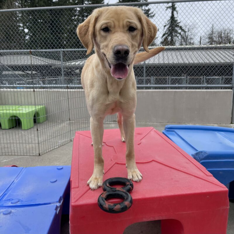 Horizon is standing on top of the play structure in community run while looking at the camera. She has a tug toy at her feet.