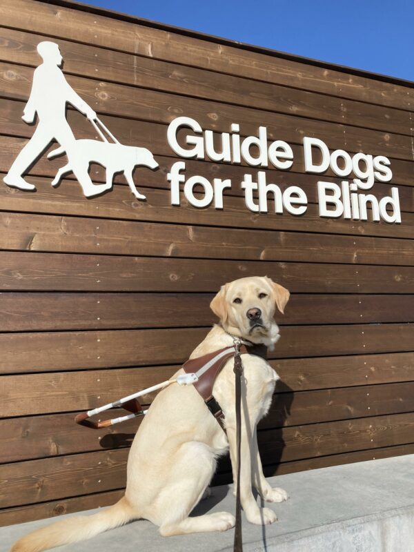 Andale is sitting in harness in front of a wooden sign with the GDB logo.