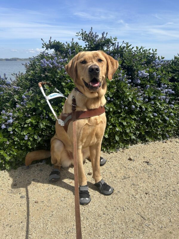 Large yellow lab Lucian is seated on a dirt path in front of a bush with small purple flowers, smiling at the camera. He is wearing a guide dog harness and boots on all his paws.