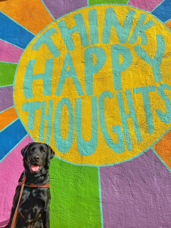 Taffy is in harness and sitting in front of a multi-colored mural that reads 