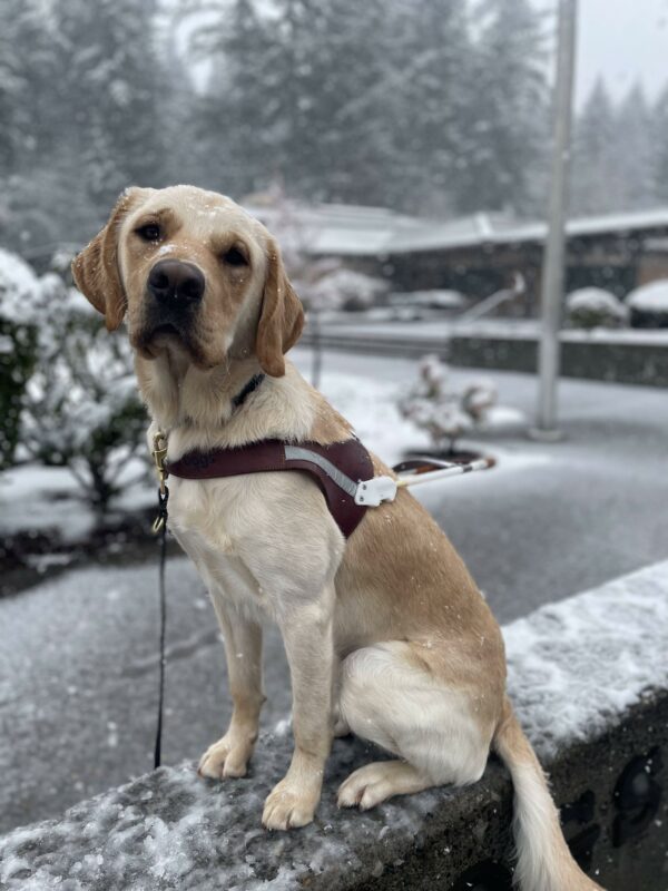 Yellow Labrador Golden Retriever cross Seeker looks at the camera sitting on a concrete sign wearing his harness. It is lightly snowing around him. Behind him are various greenery and tall trees, lightly dusted with snow.