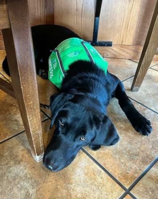 Manana wearing a green service dog vest, laying under a stool in a cafe.