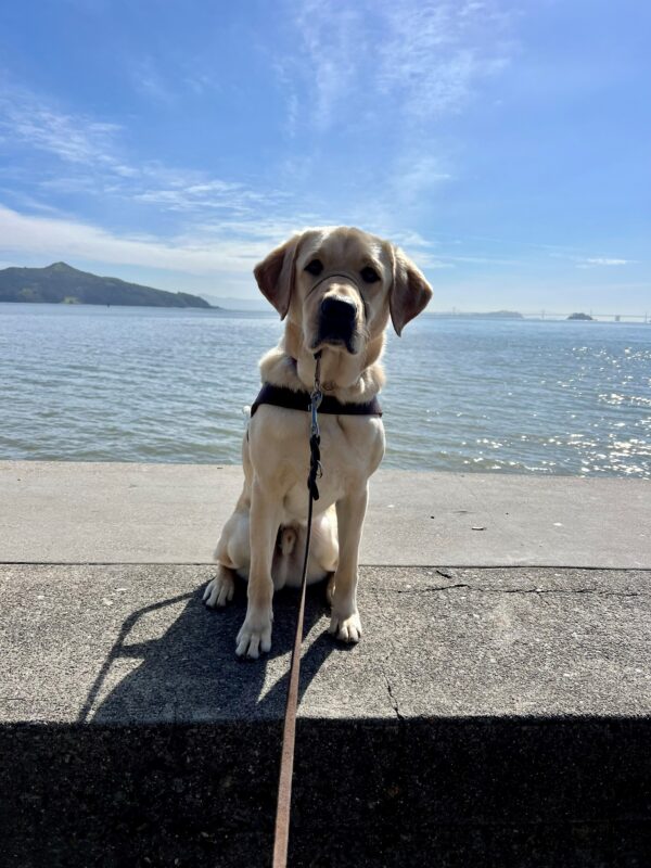 Moss sits in harness looking directly into the camera. In the background there is water from the bay, mountains, and the Bay Bridge.