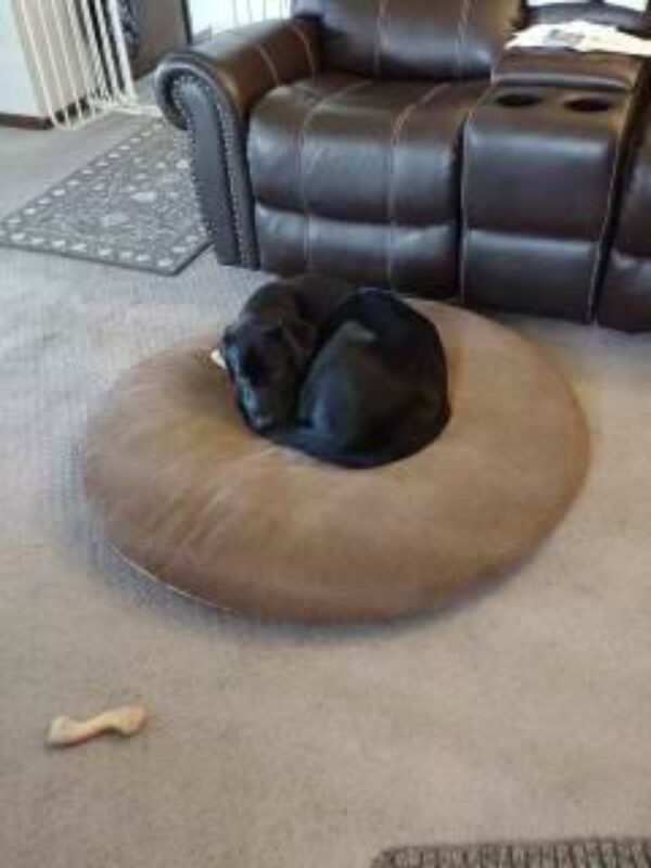 Black Labrador retriever Nando is curled on a round brown dog bed at his foster care home. Behind him are a couple of bones and a couch around him.