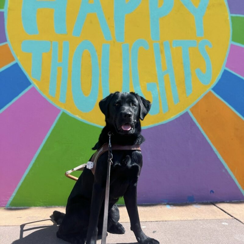 Nettie is sitting in front of a colorful mural. She is wearing her harness and has a big smile on her face.