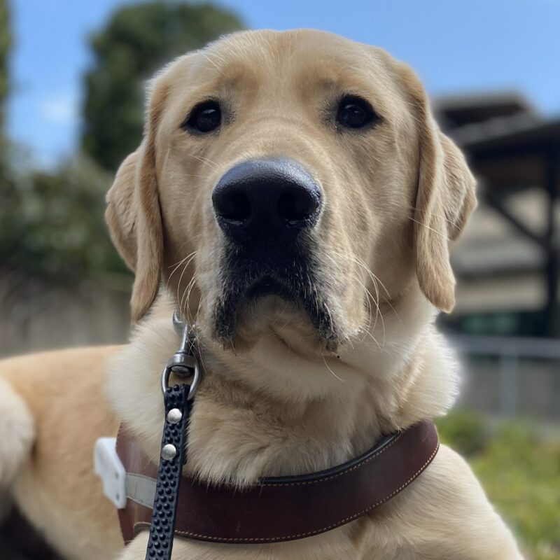 Handsome male yellow lab golden cross Nimoy is laying down in his brown guide dog harness. He is facing the camera and the sky behind him is bright and blue