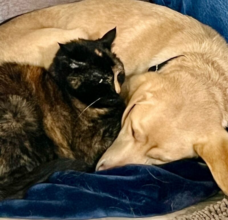 Yellow Lab Nutmeg curled up sleeping with her best friend, a tortoise shell cat.
