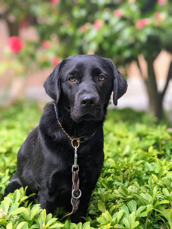 Monday, a black lab, sits in a patch of green plants. She is looking into the camera. Behind her is a tree with pink flowers.