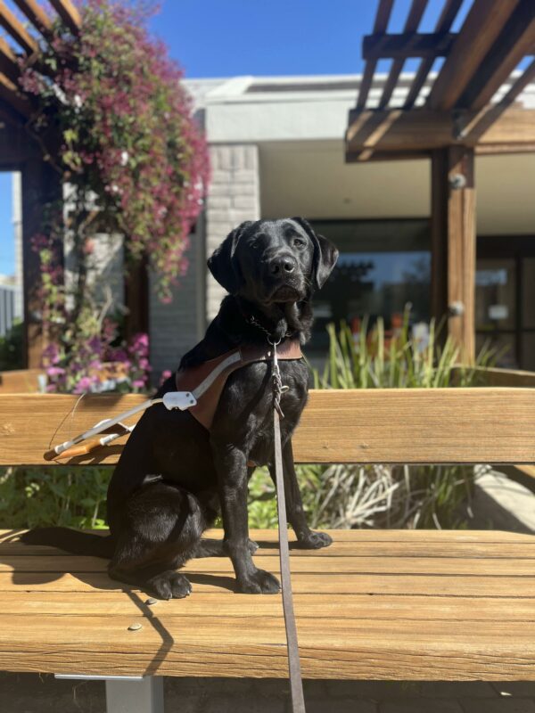 Pietro is sitting very professionally in his harness,  on a wooden bench outside of our downtown lounge in SR. There are several different colored flowers and green landscape located behind him.