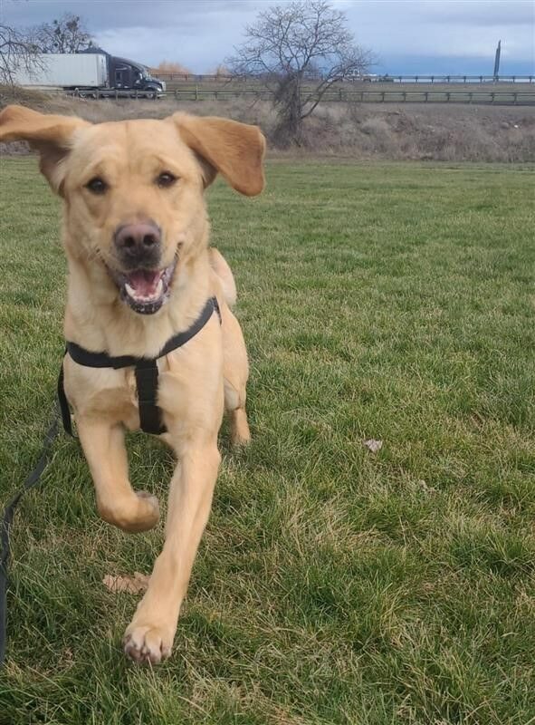 Chloe running towards the camera. She's in a grassy field, wearing a black harness.