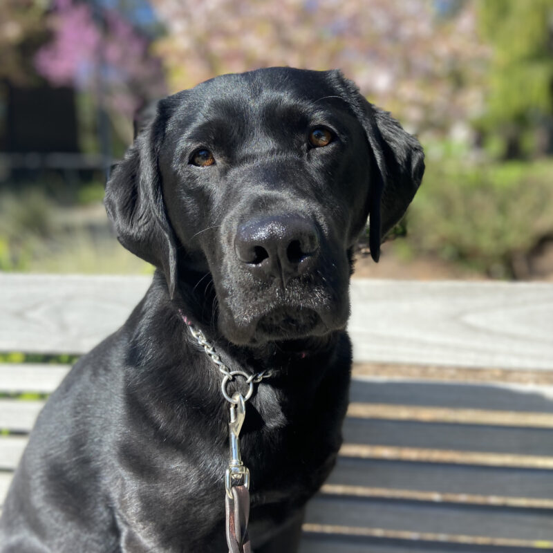 Purpose's sweet face and soulful brown eyes are featured in this headshot style photo, with blurred spring trees in bloom in the background