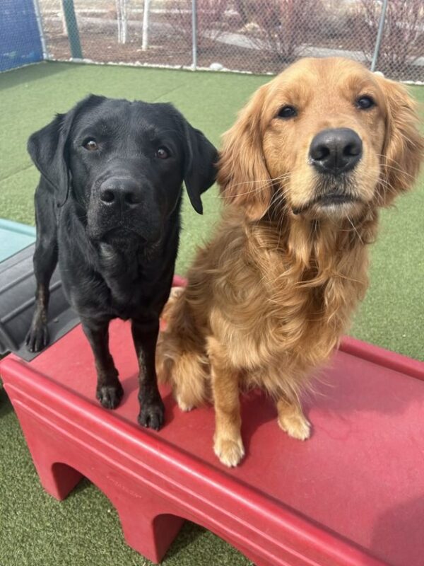 Rebel hanging out with a Black Lab on a red play structure in a play yard.