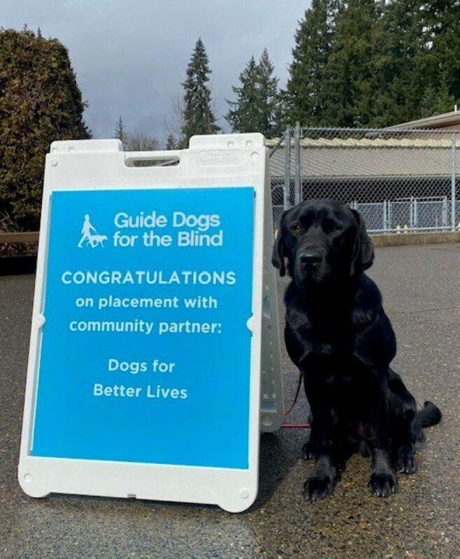 Tarmac sitting next to a sign announcing his acceptance for community placement with Dogs for Better Lives. Tarmac is a Black Lab.