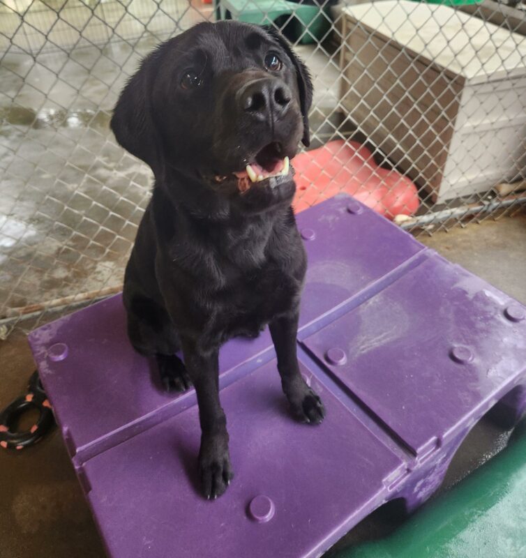 Wolf looks excitedly up into the camera with wide eyes and mouth agape from playing in community run. He sits on a flat, purple play structure waiting patiently for a food reward.