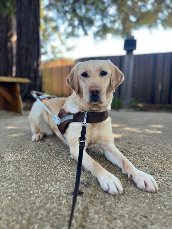 Beluga is laying down, looking at the camera, wearing her guide dog harness.