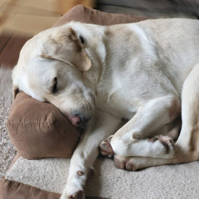 Yellow lab, Bubba is curled up sweetly with one leg outstretched asleep, in a brown and white dog bed.