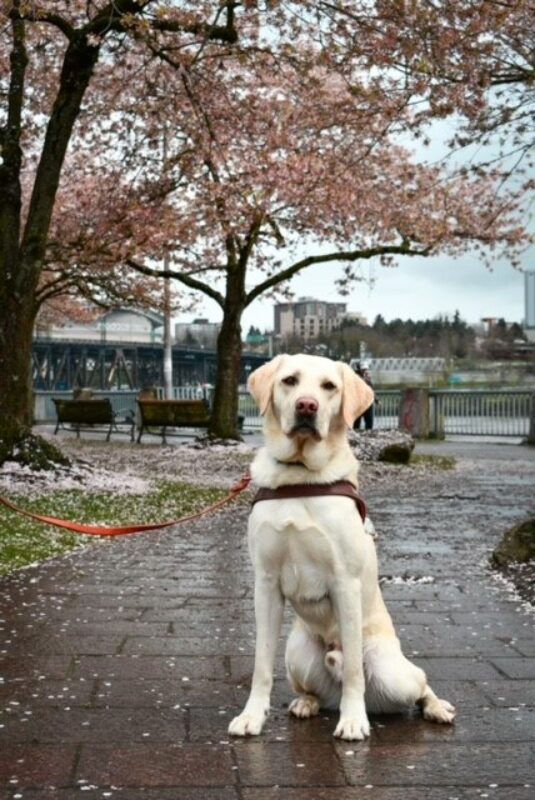 Yellow lab, Bubba sits on a sidewalk with a guide dog harness.  Behind him are beautiful cherry trees and blossoms and a Portland bridge and city scape.