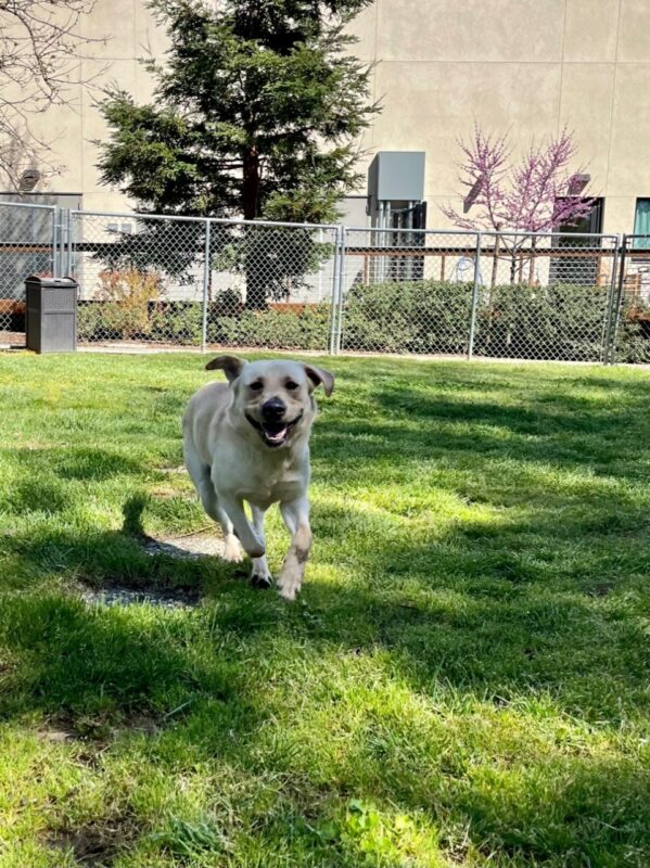 Galveston is off-leash, running towards the camera in one of our grassy paddocks. His ears are flopping as he runs and a big grin is on his face.